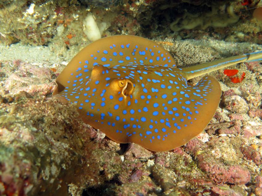 Koon Island