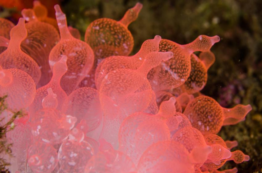 Blue Water Mangroves