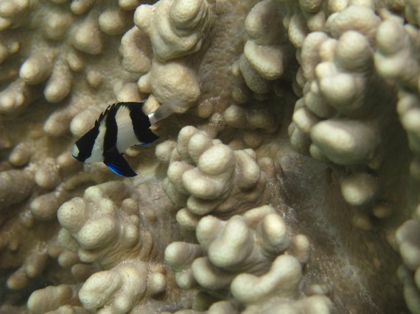 Sea Fan Valley