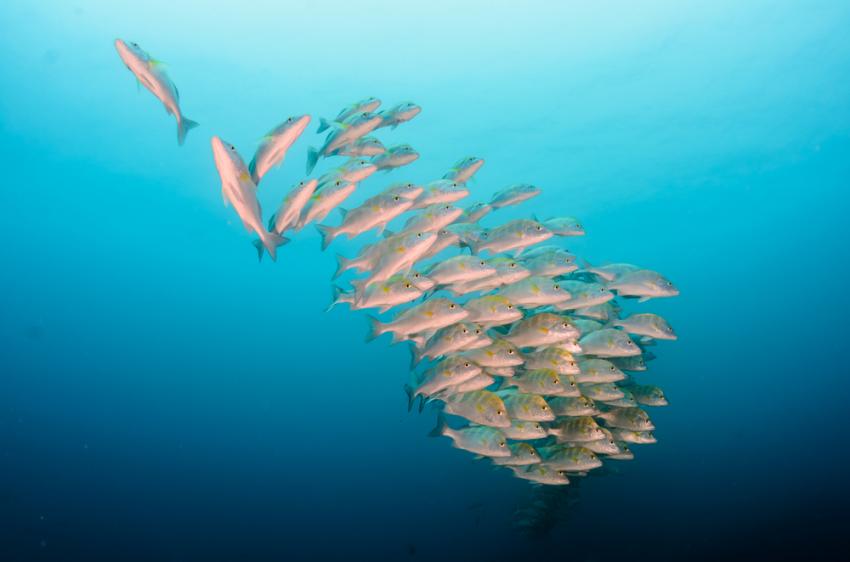 Bahia de los Angeles