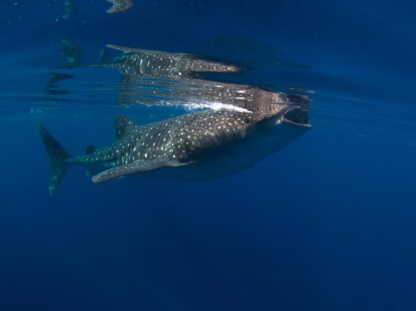 Animas in Bahia Los Angeles