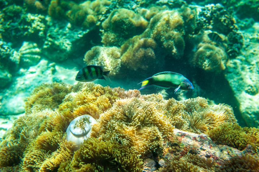 Apo Island