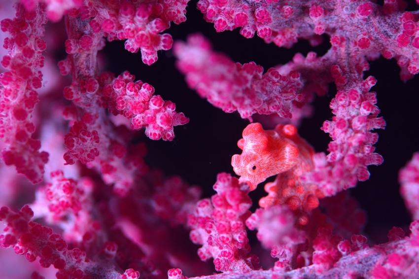 Sangat Reserve (wrecks)