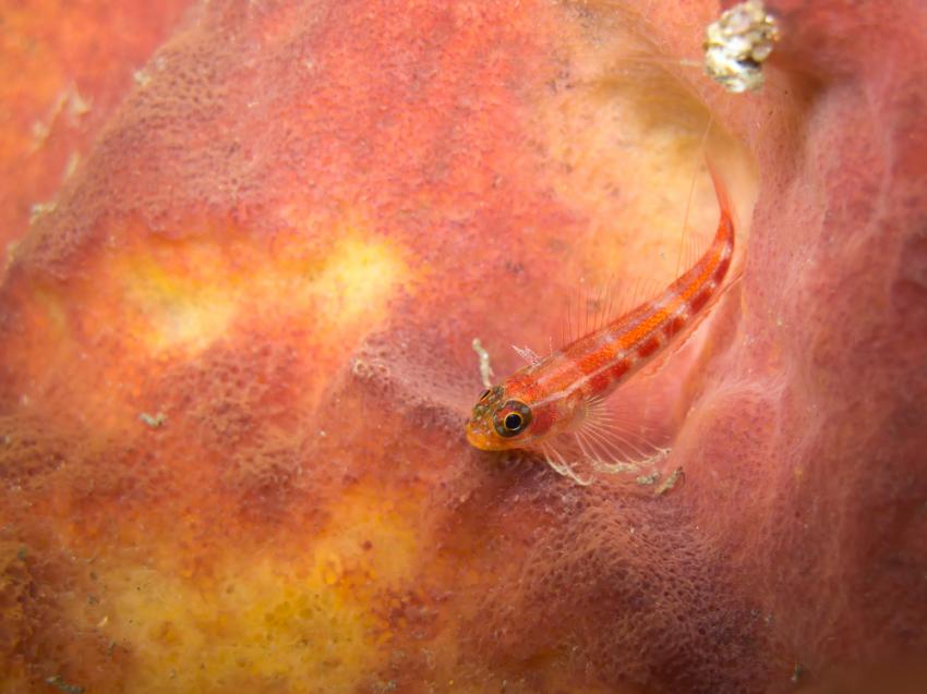 Santa Filomena Shoal