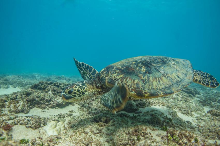Culebrita South Reef