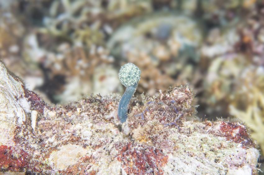 Pecios del barranco Quíquere