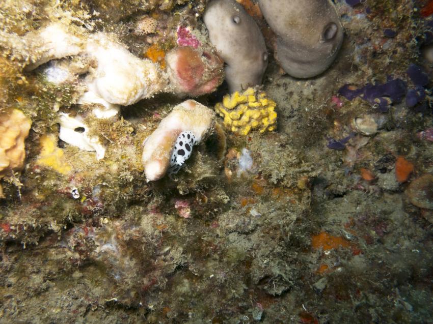 The Big Cheese South