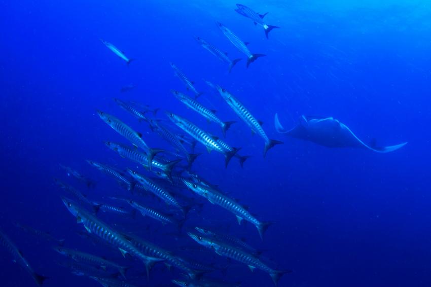 Barracuda Reef