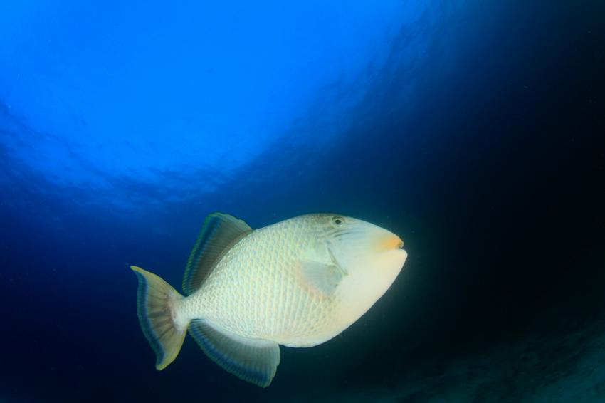 Deep Rock (Diyamba Gala)