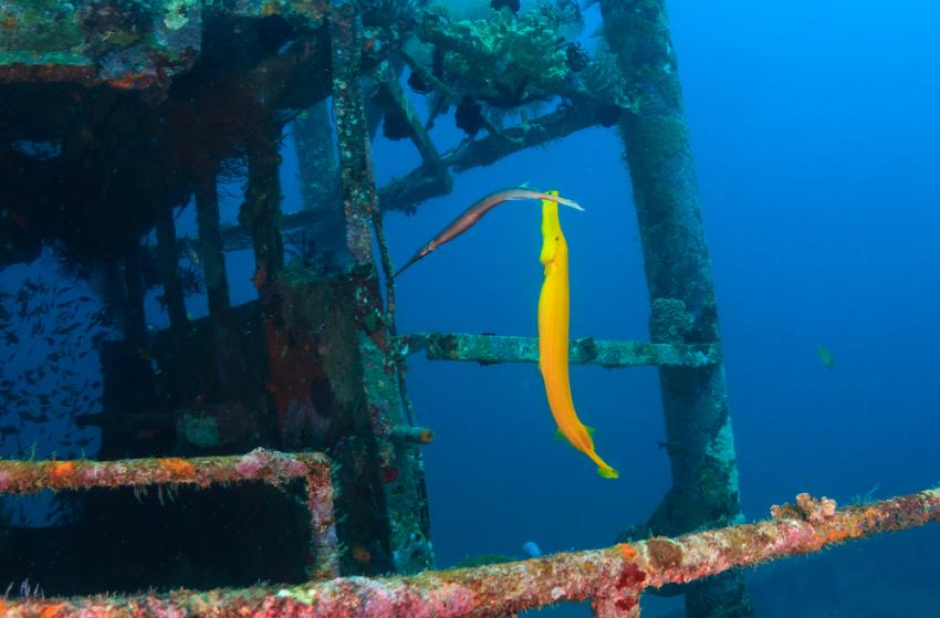 HMS British Sergeant