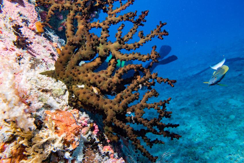 Taprobane Wallet Wreck