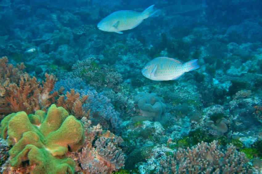 Maziwe Island