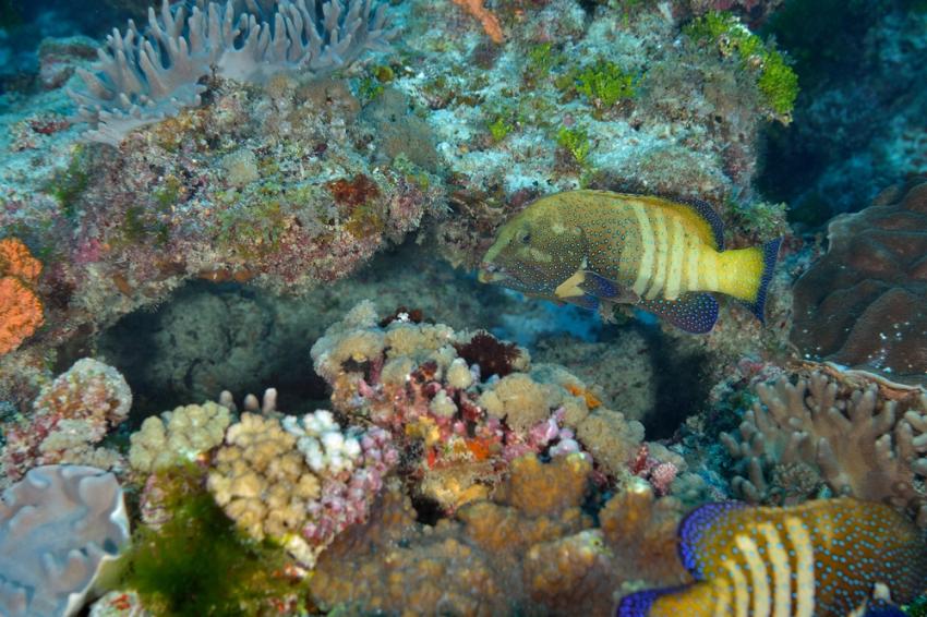 Aquarium