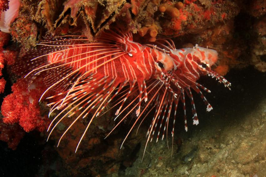 Koh Rin - North Rock