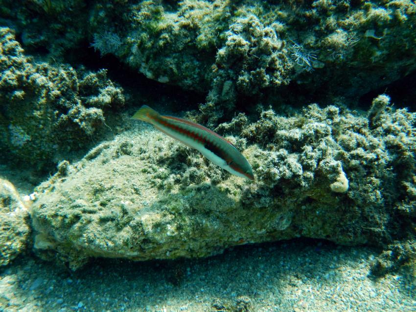 Camel Stone Reef