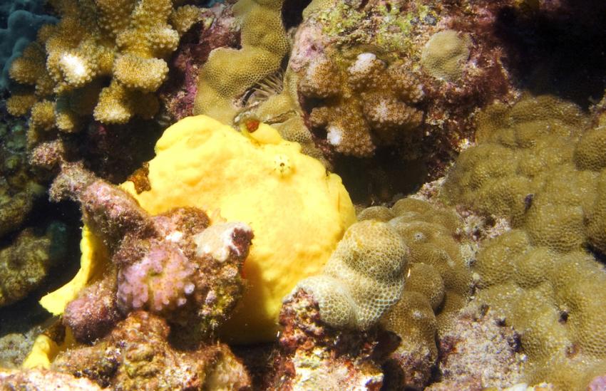 Titlow Marine Sanctuary