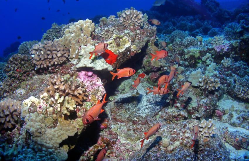 Fox Island West Wall