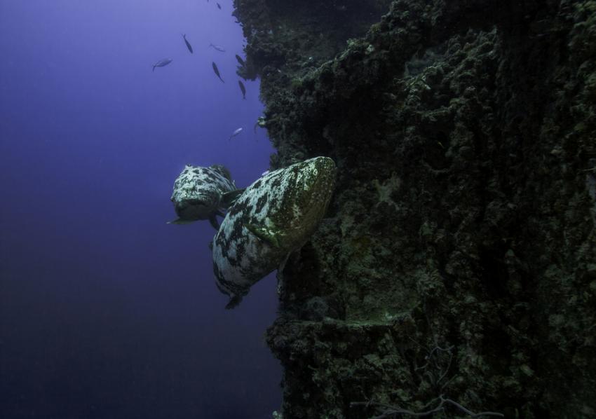 The Captain Dan Shipwreck