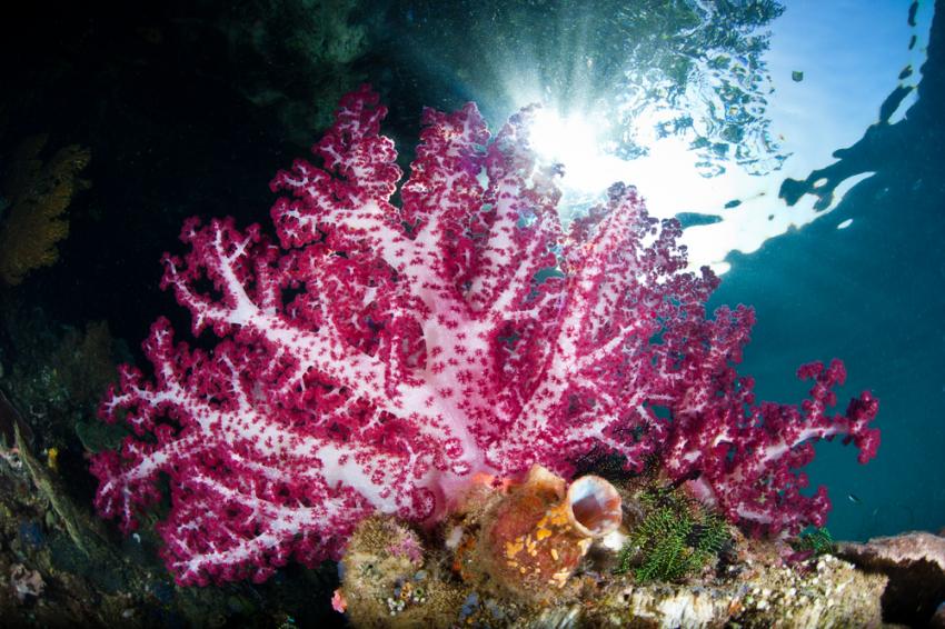 Lumilihe Passage West