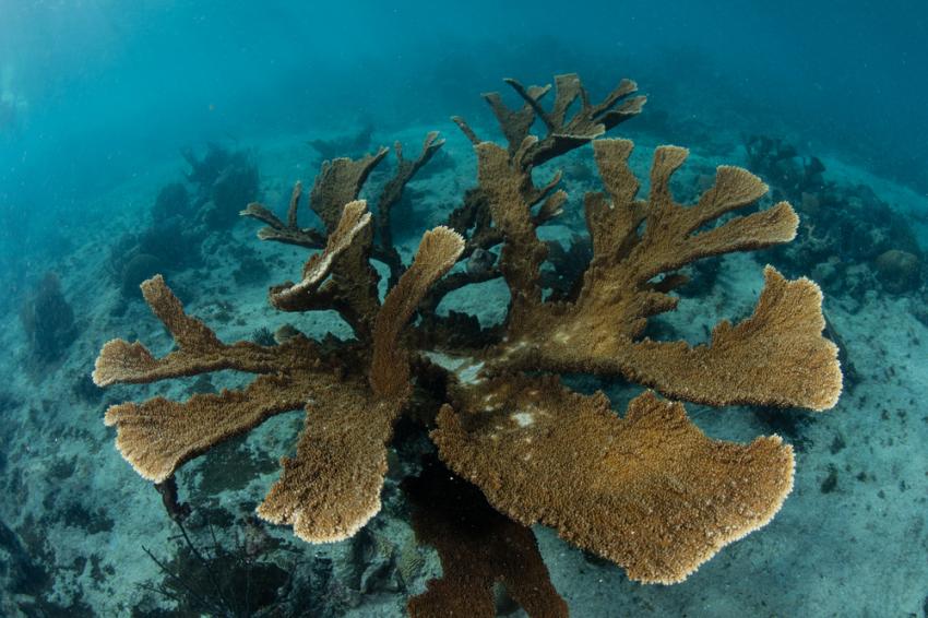 Rock Garden Interlude