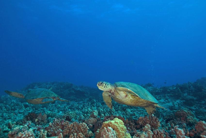 LIVEABOARD DIVING IN Hawaii