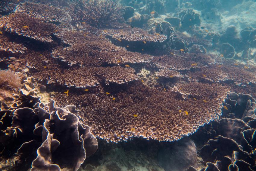 LIVEABOARD DIVING IN Myanmar