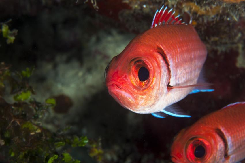 LIVEABOARD DIVING IN Curacao