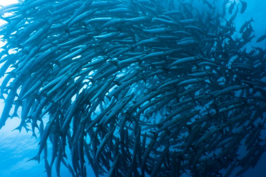 LIVEABOARD DIVING IN Colombia