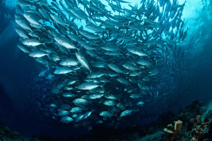 LIVEABOARD DIVING IN Malaysia