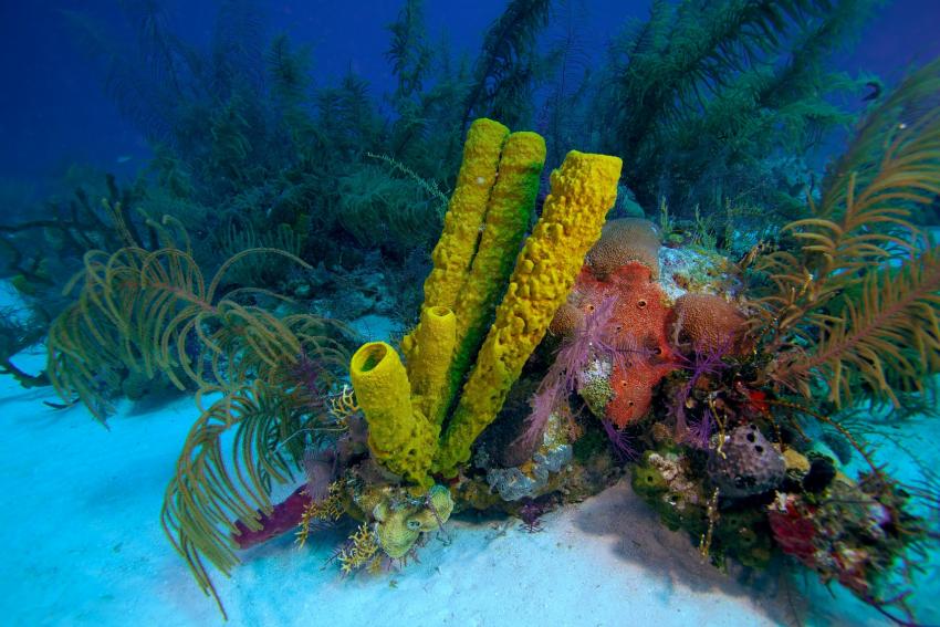 LIVEABOARD DIVING IN Cuba