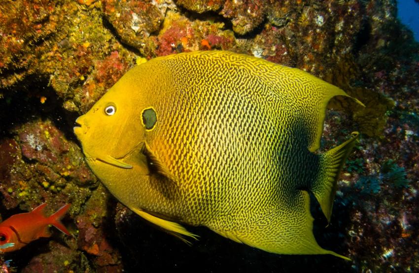 LIVEABOARD DIVING IN Cape Verde