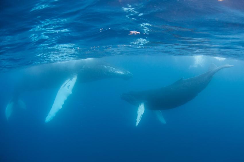 LIVEABOARD DIVING IN Tonga