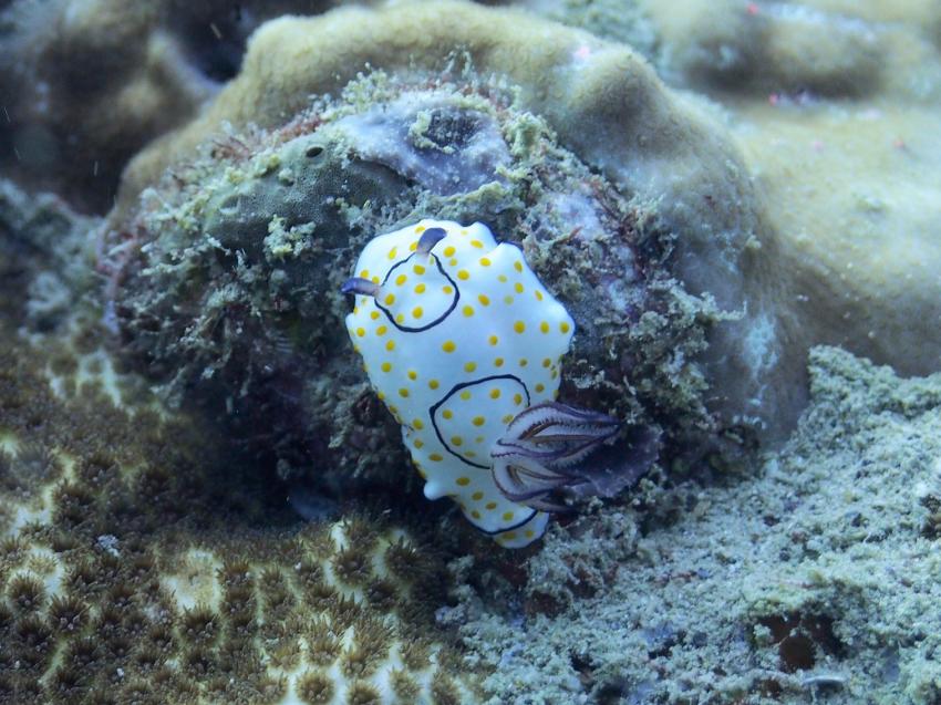 Tadjourah Gulf
