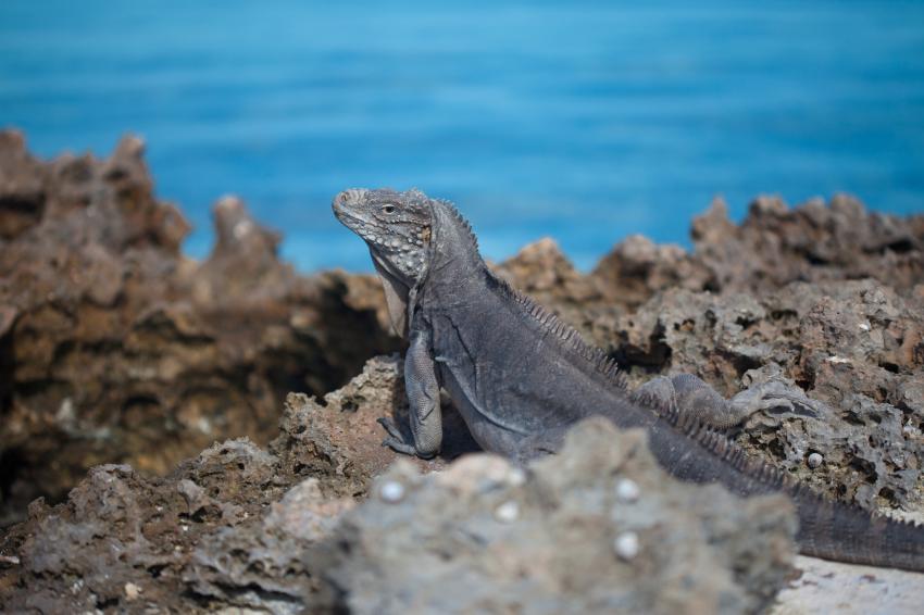 Darwin and Wolf Islands