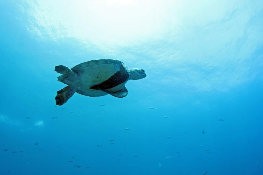 Darwin Island