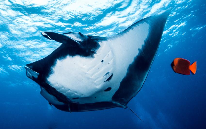 Socorro Islands