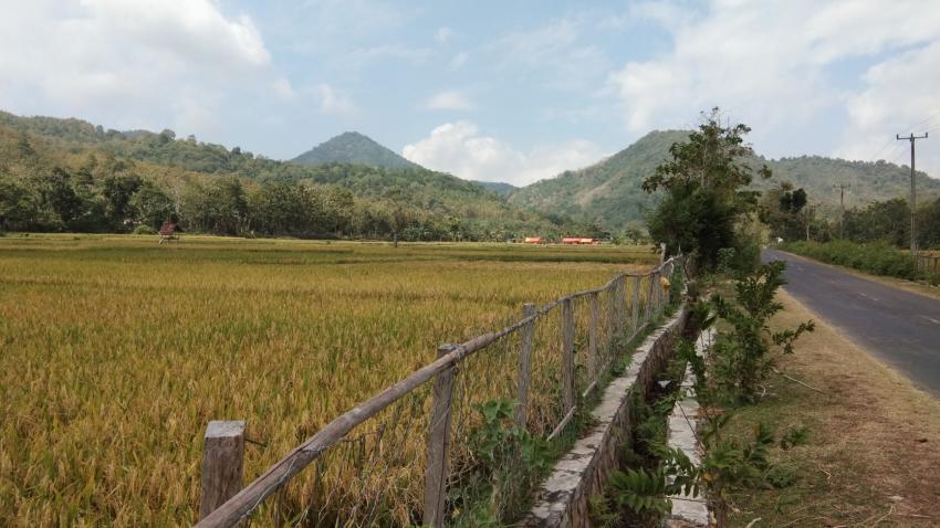 Bima