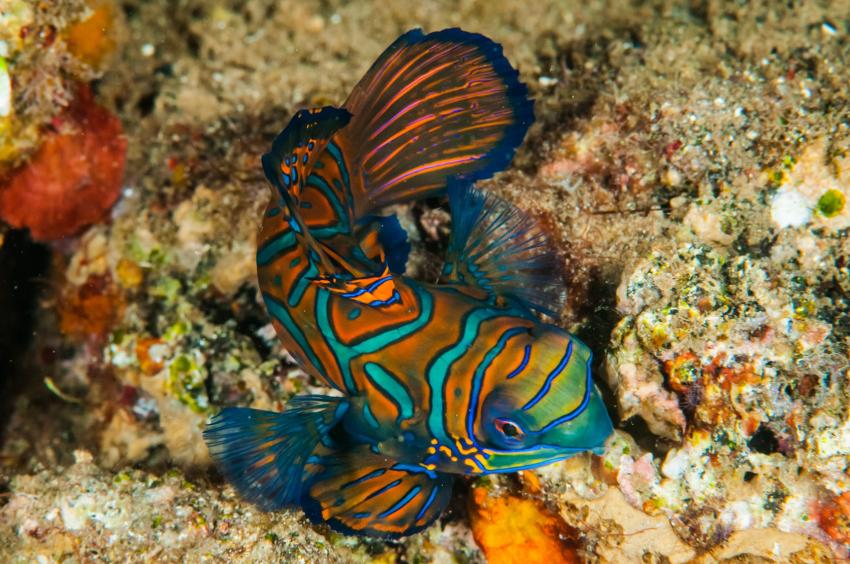Banda Sea