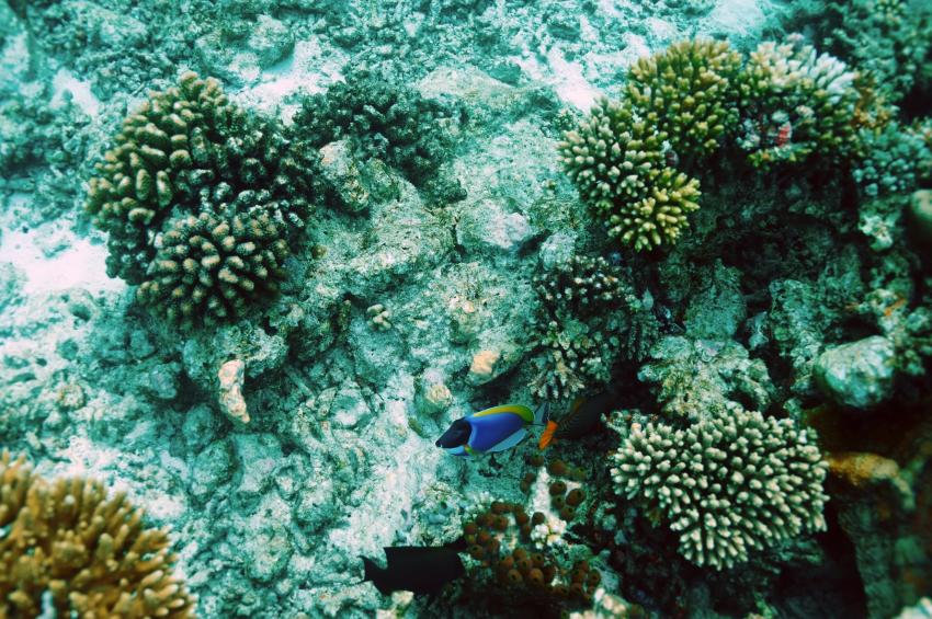 Central Atolls