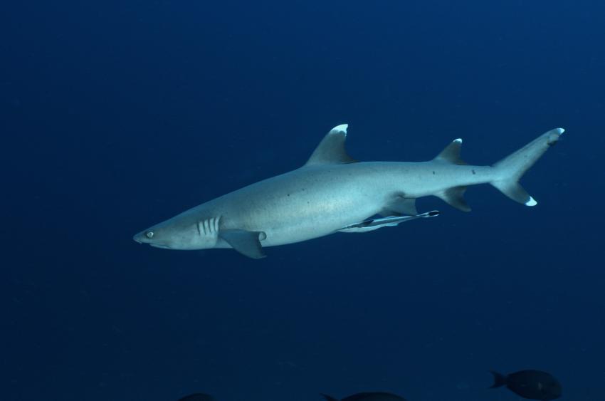 Deep South Atoll