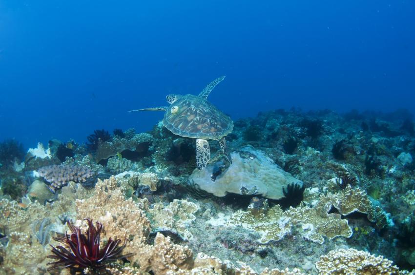 South Atolls