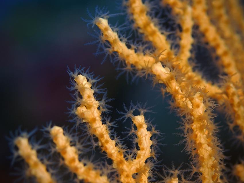 Elba Reef
