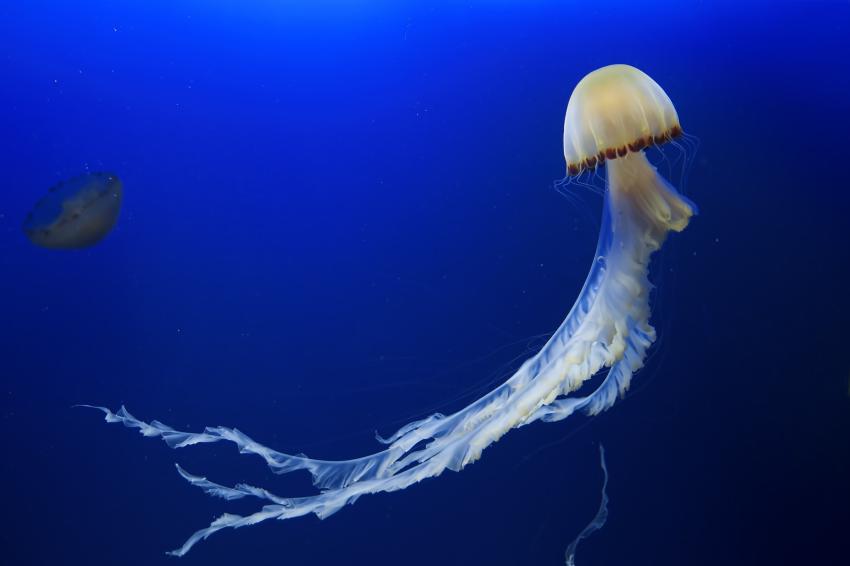 Malapascua