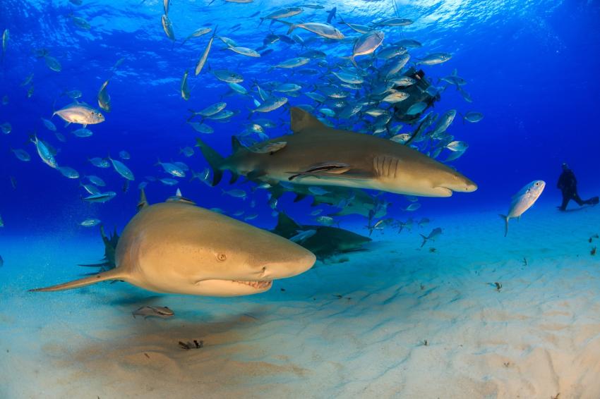 Grand Bahama & Tiger Beach