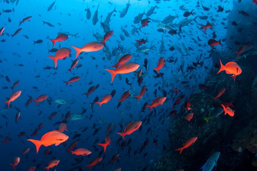 Cocos Island