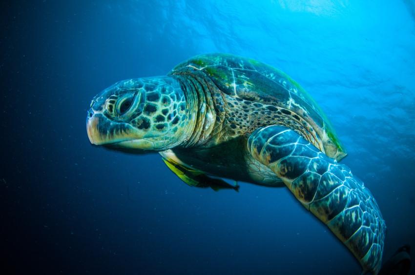 Bunaken National Park
