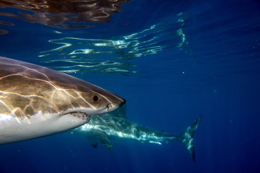 Neptune Islands (Cage Diving with Great White Sharks)
