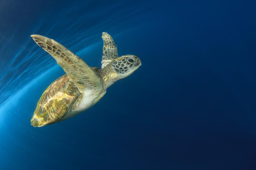 Great Barrier Reef