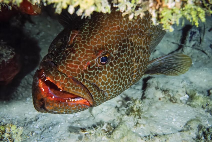 Little Cayman