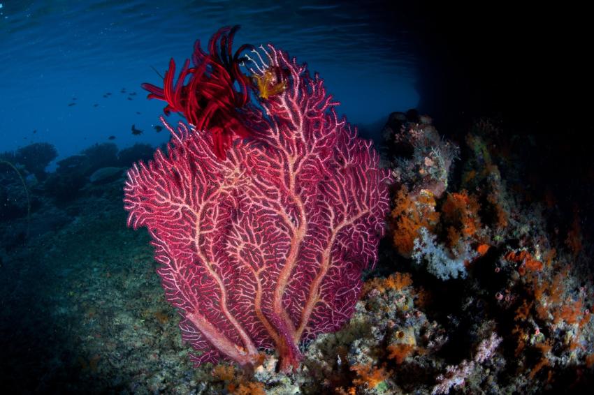 Father's Reef